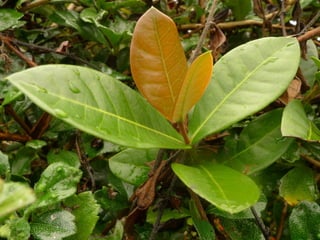 Beautiful Leaves #2/2