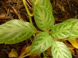 Beautiful Leaves #2/2