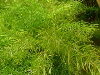 Beautiful Leaves #2/2