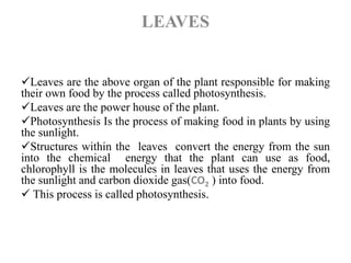 LEAVES
Leaves are the above organ of the plant responsible for making
their own food by the process called photosynthesis.
Leaves are the power house of the plant.
Photosynthesis Is the process of making food in plants by using
the sunlight.
Structures within the leaves convert the energy from the sun
into the chemical energy that the plant can use as food,
chlorophyll is the molecules in leaves that uses the energy from
the sunlight and carbon dioxide gas(CO2 ) into food.
 This process is called photosynthesis.
 