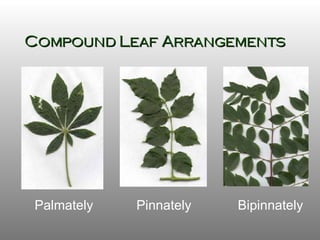 Leaves | PPT
