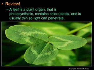 • Review!
– A leaf is a plant organ, that is
photosynthetic, contains chloroplasts, and is
usually thin so light can penetrate.
Copyright © 2010 Ryan P. Murphy
 