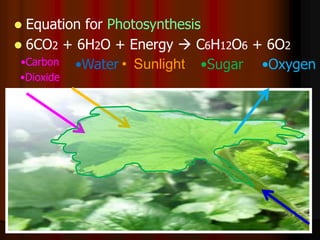 Leaves and Leaf Processes, Photosynthesis Biology Lesson PowerPoint | PPTX