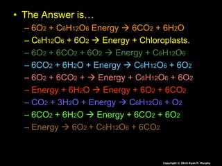Leaves and Leaf Processes, Photosynthesis Biology Lesson PowerPoint | PPTX