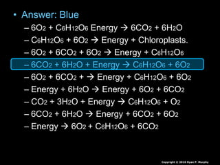Leaves and Leaf Processes, Photosynthesis Biology Lesson PowerPoint | PPTX