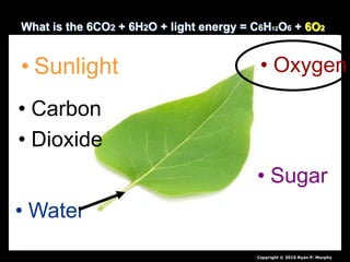 Leaves and Leaf Processes, Photosynthesis Biology Lesson PowerPoint | PPTX