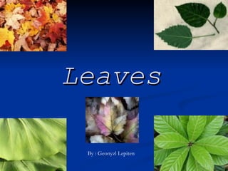 Leaves By : Geonyzl Lepiten 