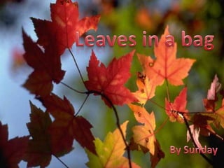 Leaves in a bag       By Sunday 