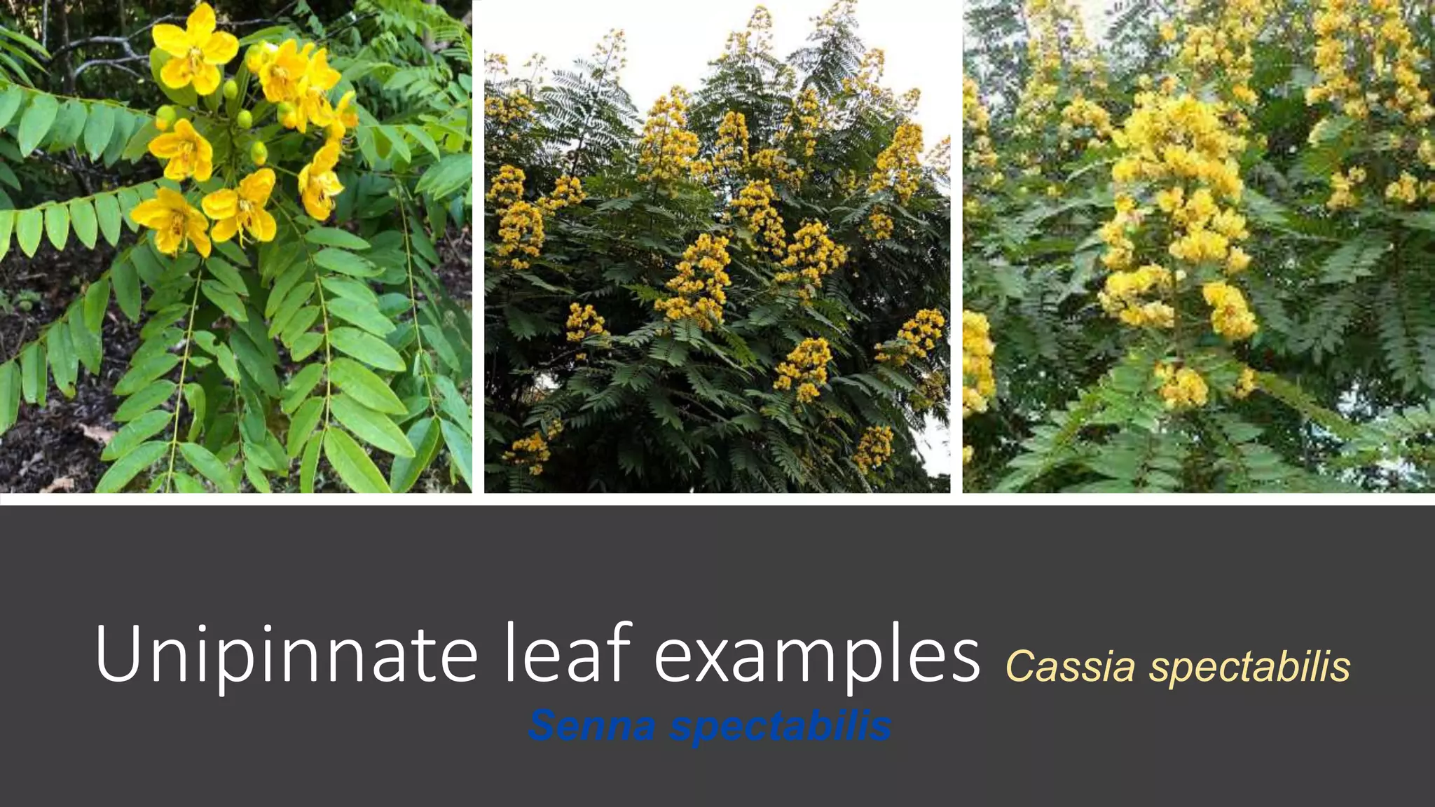 Leaves modifications.pptx