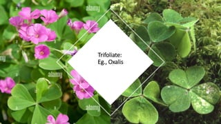 Trifoliate:
Eg., Oxalis
 