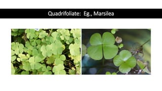 Quadrifoliate: Eg., Marsilea
 
