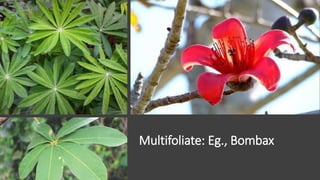 Multifoliate: Eg., Bombax
 