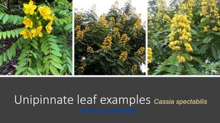 Unipinnate leaf examples Cassia spectabilis
Senna spectabilis
 