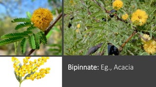 Bipinnate: Eg., Acacia
 