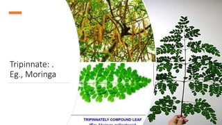 Tripinnate: .
Eg., Moringa
 