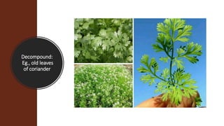 Decompound:
Eg., old leaves
of coriander
 