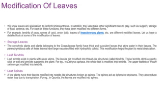 Modification Of Leaves
• We know leaves are specialised to perform photosynthesis. In addition, they also have other significant roles to play, such as support, storage
of food, defence, etc. For each of these functions, they have been modified into different forms.
• For example, tendrils of peas, spines of cacti, onion bulb, leaves of insectivorous plants, etc. are different modified leaves. Let us have a
detailed look at some of the modification of leaves:
• Storage Leaves
• The xerophytic plants and plants belonging to the Crassulaceae family have thick and succulent leaves that store water in their tissues. The
parenchymatous cells of these leaves have large vacuoles filled with hydrophilic colloid. This modification helps the plant to resist desiccation.
• Leaf Tendrils
• Leaf tendrils exist in plants with weak stems. The leaves get modified into thread-like structures called tendrils. These tendrils climb a nearby
stick or wall and provide support to the plant. For eg., In Lathyrus aphaca, the whole leaf is modified into tendrils. The upper leaflets of Pisum
sativum get modified into tendrils.
• Leaf Spines
• A few plants have their leaves modified into needle-like structures known as spines. The spines act as defensive structures. They also reduce
water loss due to transpiration. For eg., in Opuntia, the leaves are modified into spines.
 