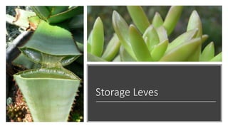 Storage Leves
 