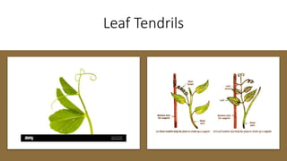 Leaf Tendrils
 