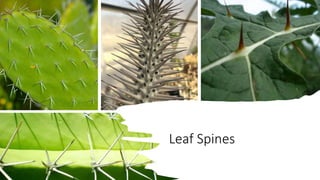 Leaf Spines
 