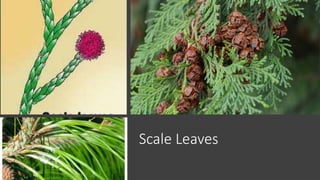 Scale Leaves
 