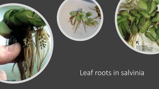 Leaf roots in salvinia
 