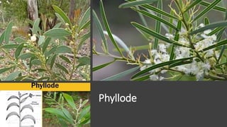leaves-modifications-pptx
