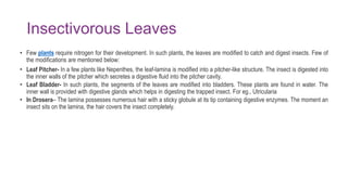 Insectivorous Leaves
• Few plants require nitrogen for their development. In such plants, the leaves are modified to catch and digest insects. Few of
the modifications are mentioned below:
• Leaf Pitcher- In a few plants like Nepenthes, the leaf-lamina is modified into a pitcher-like structure. The insect is digested into
the inner walls of the pitcher which secretes a digestive fluid into the pitcher cavity.
• Leaf Bladder- In such plants, the segments of the leaves are modified into bladders. These plants are found in water. The
inner wall is provided with digestive glands which helps in digesting the trapped insect. For eg., Utricularia
• In Drosera– The lamina possesses numerous hair with a sticky globule at its tip containing digestive enzymes. The moment an
insect sits on the lamina, the hair covers the insect completely.
 
