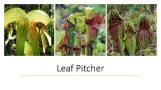 Leaf Pitcher
 