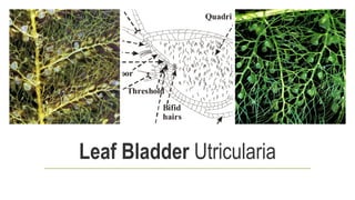 Leaf Bladder Utricularia
 