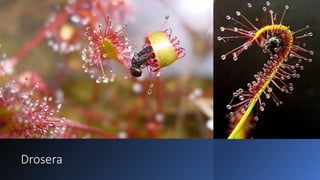Drosera
 