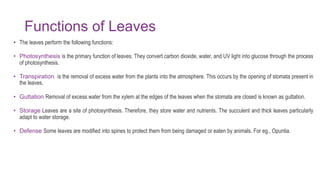 Functions of Leaves
• The leaves perform the following functions:
• Photosynthesis is the primary function of leaves. They convert carbon dioxide, water, and UV light into glucose through the process
of photosynthesis.
• Transpiration is the removal of excess water from the plants into the atmosphere. This occurs by the opening of stomata present in
the leaves.
• Guttation Removal of excess water from the xylem at the edges of the leaves when the stomata are closed is known as guttation.
• Storage Leaves are a site of photosynthesis. Therefore, they store water and nutrients. The succulent and thick leaves particularly
adapt to water storage.
• Defense Some leaves are modified into spines to protect them from being damaged or eaten by animals. For eg., Opuntia.
 