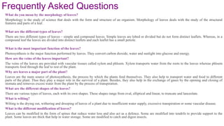 Frequently Asked Questions
What do you mean by the morphology of leaves?
Morphology is the study of science that deals with the form and structure of an organism. Morphology of leaves deals with the study of the structural
features and parts of a leaf.
What are the different types of leaves?
There are two different types of leaves – simple and compound leaves. Simple leaves are lobed or divided but do not form distinct leaflets. Whereas, in a
compound leaf the leaves are divided into distinct leaflets and each leaflet has a small petiole.
What is the most important function of the leaves?
Photosynthesis is the major function performed by leaves. They convert carbon dioxide, water and sunlight into glucose and energy.
How are the veins of the leaves important?
The veins of the leaves are provided with vascular tissues called xylem and phloem. Xylem transports water from the roots to the leaves whereas phloem
transports food through the leaf to rest of the plant.
Why are leaves a major part of the plant?
Leaves are the main source of photosynthesis, the process by which the plants feed themselves. They also help to transport water and food to different
parts of the plant. Thus they play a major role in the survival of a plant. Besides, they also help in the exchange of gases by the opening and closing of
stomata and removes excess water from the plant by the process of transpiration.
What are the different shapes of the leaves?
There are various types of leaves, each with its own shapes. These shapes range from oval, elliptical and linear, to truncate and lanceolate.
What is wilting?
Wilting is the drying out, withering and drooping of leaves of a plant due to insufficient water supply, excessive transpiration or some vascular disease.
What is the different modification of leaves?
Leaves can be modified in the form of spines that reduce water loss and also act as a defence. Some are modified into tendrils to provide support to the
plant. Some leaves are thick that help in water storage. Some are modified to catch and digest insects.
 