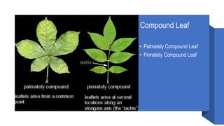 Compound Leaf
• Palmately Compound Leaf
• Pinnately Compound Leaf
 