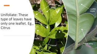 Unifoliate: These
type of leaves have
only one leaflet. Eg.,
Citrus
 