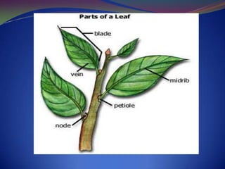 Leaves | PPTX
