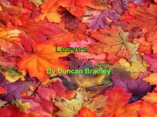 Leaves By Duncan Bradley 
