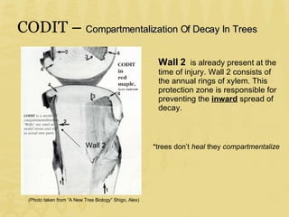 Leaving The Cave Of Ancient Arboriculture(2) | PPT