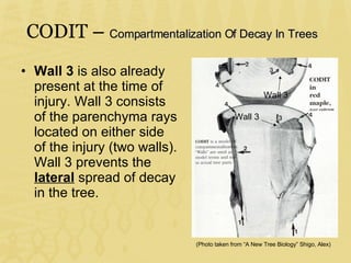 Leaving The Cave Of Ancient Arboriculture(2) | PPT