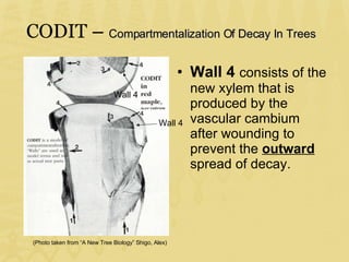 Leaving The Cave Of Ancient Arboriculture(2) | PPT