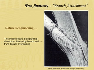 Leaving The Cave Of Ancient Arboriculture(2) | PPT