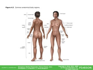 Copyright © 2016, 2011, 2009
by Pearson Education, Inc.
All Rights Reserved
Emergency Medical Responder: First on Scene, 10/e
Christopher J. Le Baudour | J. David Bergeron
Figure 4.3 Common anatomical body regions.
 