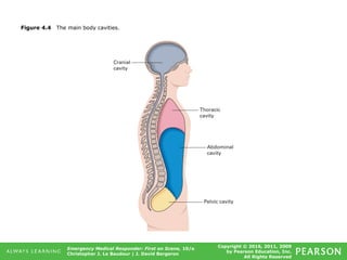 Copyright © 2016, 2011, 2009
by Pearson Education, Inc.
All Rights Reserved
Emergency Medical Responder: First on Scene, 10/e
Christopher J. Le Baudour | J. David Bergeron
Figure 4.4 The main body cavities.
 