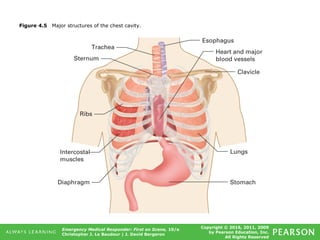 Copyright © 2016, 2011, 2009
by Pearson Education, Inc.
All Rights Reserved
Emergency Medical Responder: First on Scene, 10/e
Christopher J. Le Baudour | J. David Bergeron
Figure 4.5 Major structures of the chest cavity.
 