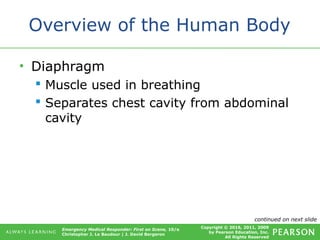 Copyright © 2016, 2011, 2009
by Pearson Education, Inc.
All Rights Reserved
Emergency Medical Responder: First on Scene, 10/e
Christopher J. Le Baudour | J. David Bergeron
Overview of the Human Body
• Diaphragm
 Muscle used in breathing
 Separates chest cavity from abdominal
cavity
continued on next slide
 