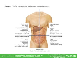 Copyright © 2016, 2011, 2009
by Pearson Education, Inc.
All Rights Reserved
Emergency Medical Responder: First on Scene, 10/e
Christopher J. Le Baudour | J. David Bergeron
Figure 4.6 The four main abdominal quadrants and associated anatomy.
 