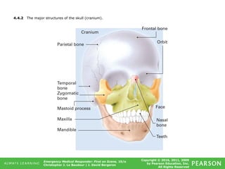 Copyright © 2016, 2011, 2009
by Pearson Education, Inc.
All Rights Reserved
Emergency Medical Responder: First on Scene, 10/e
Christopher J. Le Baudour | J. David Bergeron
4.4.2 The major structures of the skull (cranium).
 