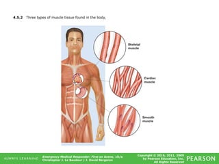 Copyright © 2016, 2011, 2009
by Pearson Education, Inc.
All Rights Reserved
Emergency Medical Responder: First on Scene, 10/e
Christopher J. Le Baudour | J. David Bergeron
4.5.2 Three types of muscle tissue found in the body.
 