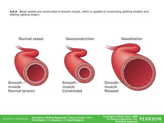 Copyright © 2016, 2011, 2009
by Pearson Education, Inc.
All Rights Reserved
Emergency Medical Responder: First on Scene, 10/e
Christopher J. Le Baudour | J. David Bergeron
4.5.3 Blood vessels are constructed of smooth muscle, which is capable of constricting (getting smaller) and
dilating (getting larger).
 