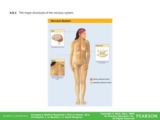 Copyright © 2016, 2011, 2009
by Pearson Education, Inc.
All Rights Reserved
Emergency Medical Responder: First on Scene, 10/e
Christopher J. Le Baudour | J. David Bergeron
4.6.1 The major structures of the nervous system.
 